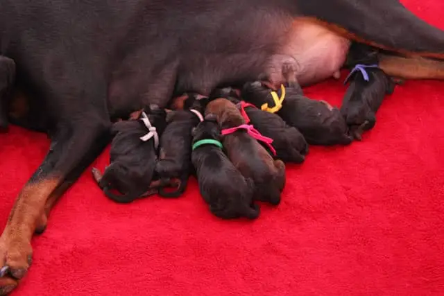 6-neugeborene-welpen