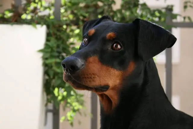 deutscher-pinscher-nah