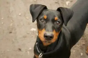 die-erste-ausstellung-deutsche-pinscher