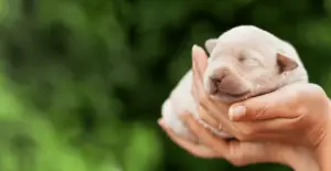 die-ersten-wochen-eines-welpen