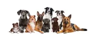 warum-viele-rassen-sich-veraendern